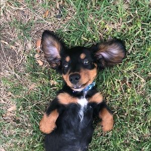 Meet your Posher, Dee